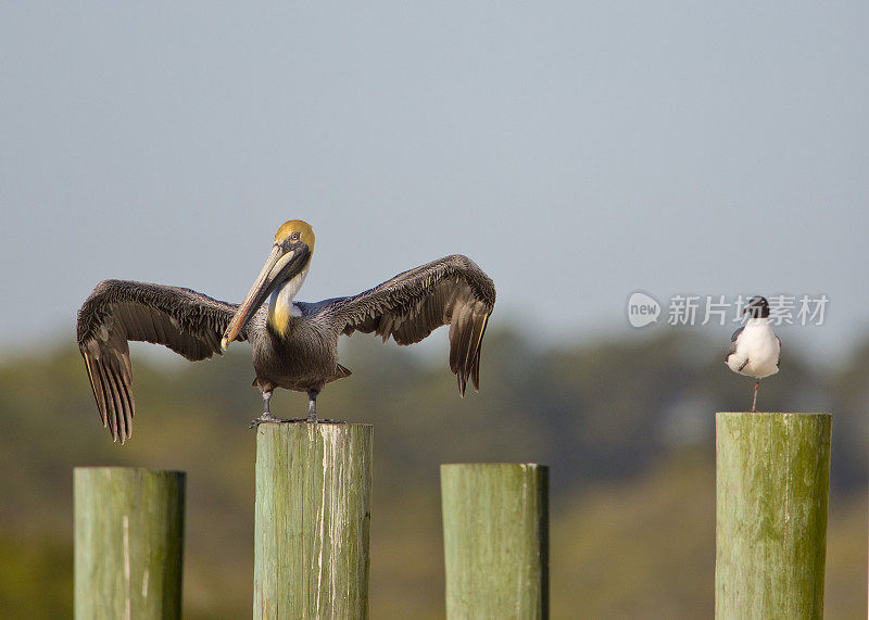 Pelican和Segul Horizontal坐在柱子上